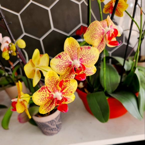 Meet your Posher, Christine - Picture 1 of 1